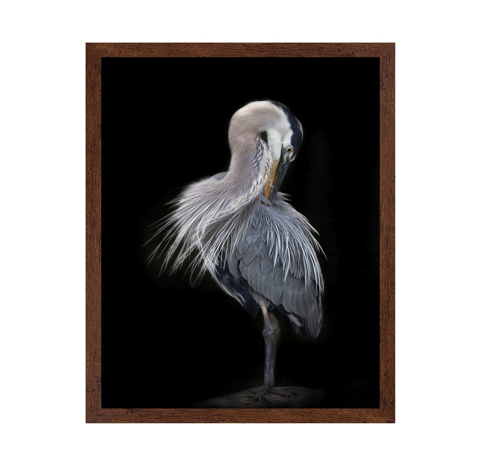 The Elegant Great Blue Heron