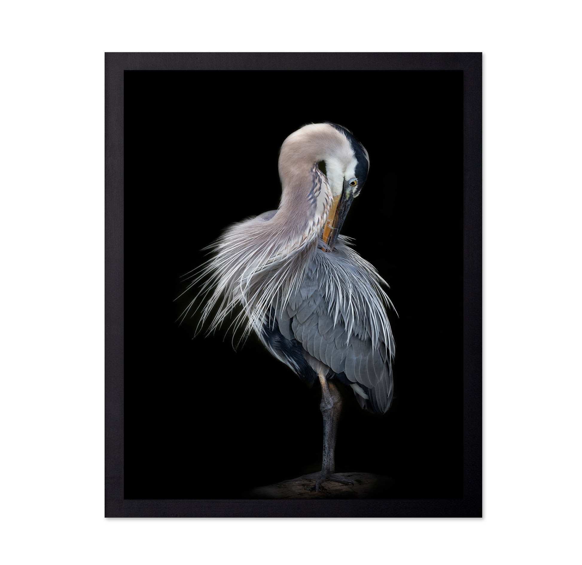 The Elegant Great Blue Heron