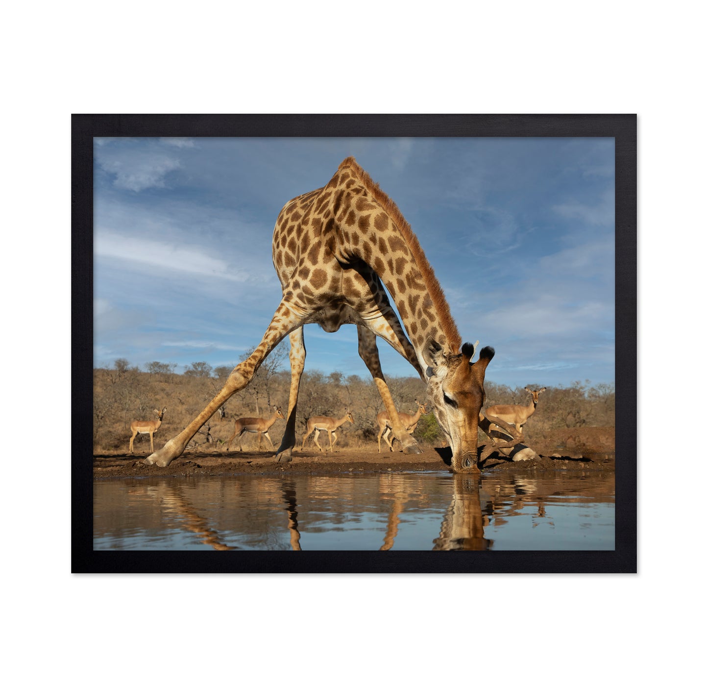 Giraffe Having a Drink