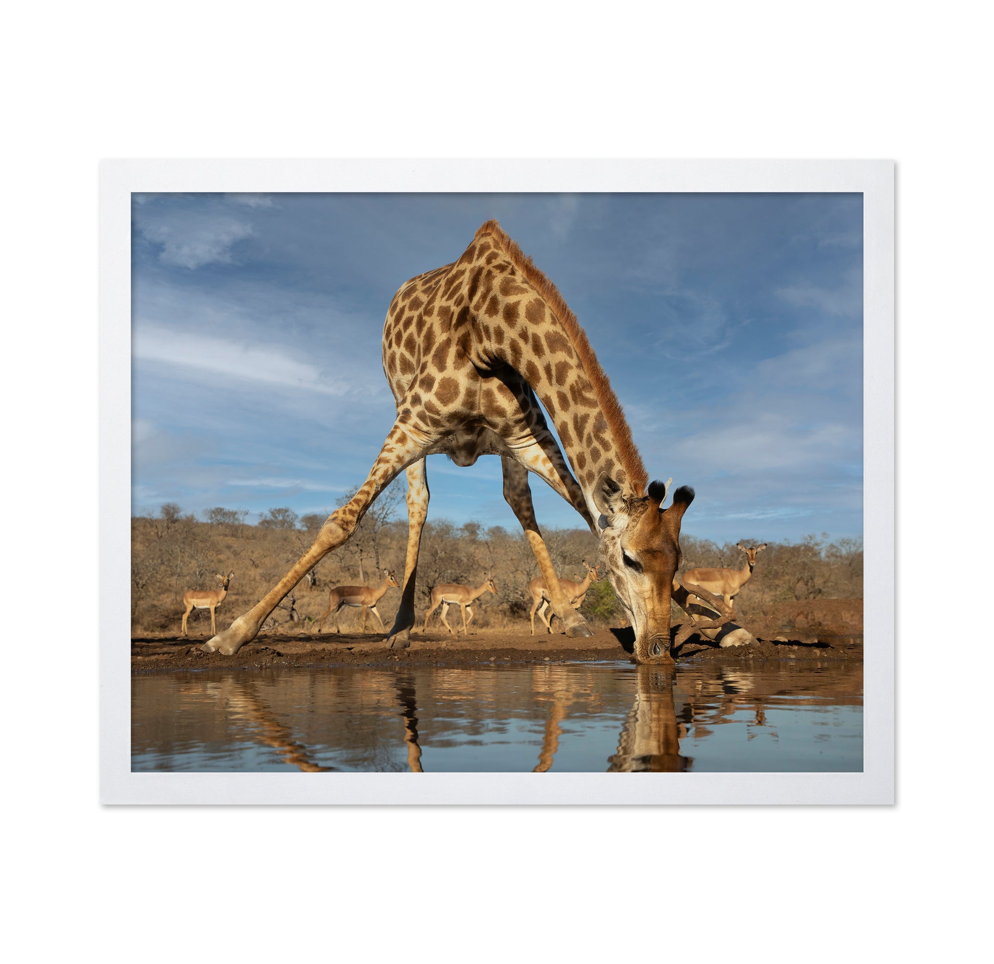 Giraffe Having a Drink