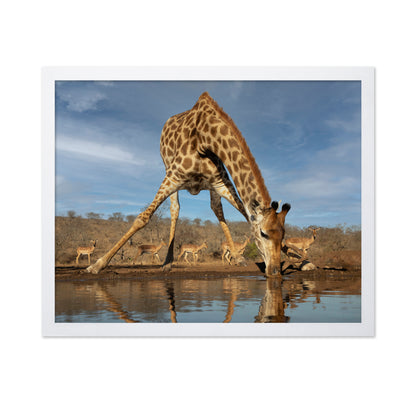 Giraffe Having a Drink