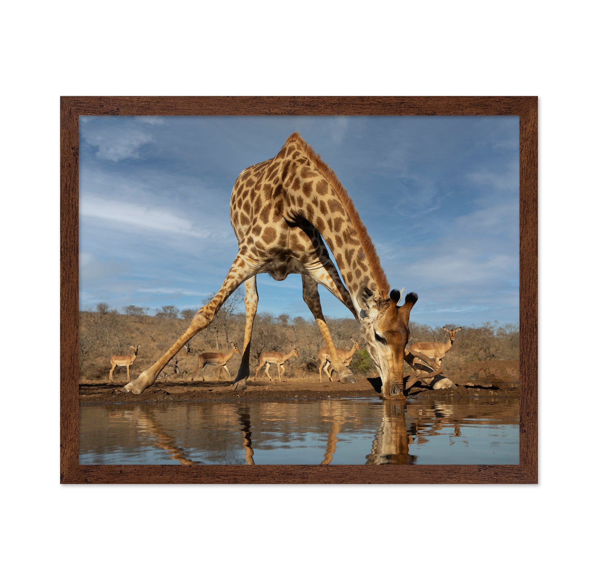 Giraffe Having a Drink