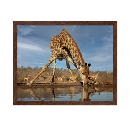Giraffe Having a Drink