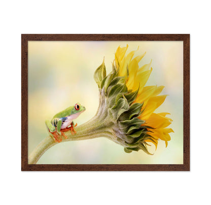 Red Eyed Tree Frog on a Sunflower