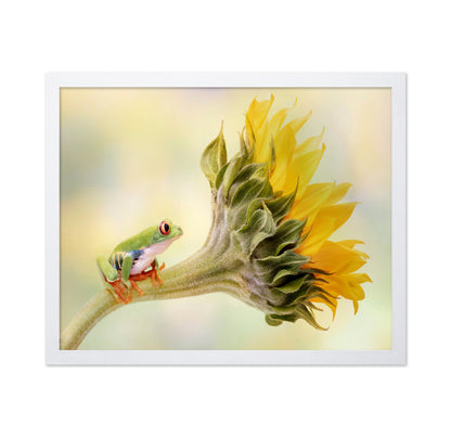 Red Eyed Tree Frog on a Sunflower
