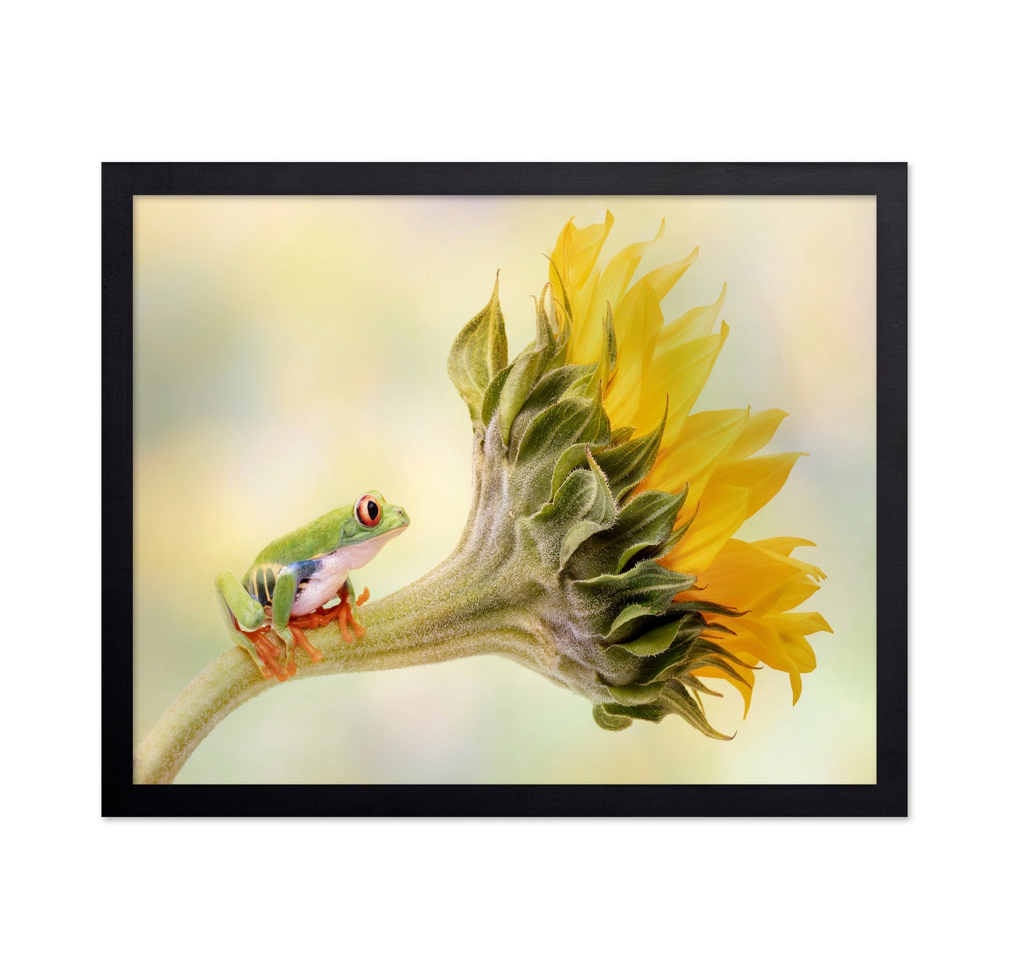 Red Eyed Tree Frog on a Sunflower