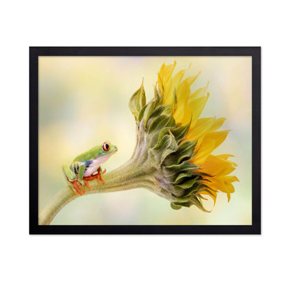 Red Eyed Tree Frog on a Sunflower