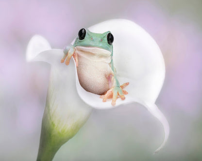 White's Tree Frog on a White Lily