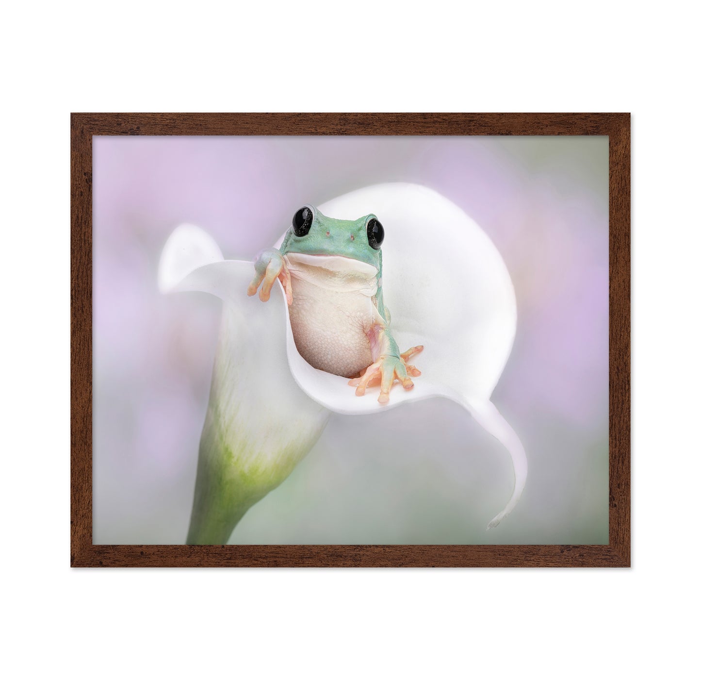 White's Tree Frog on a White Lily