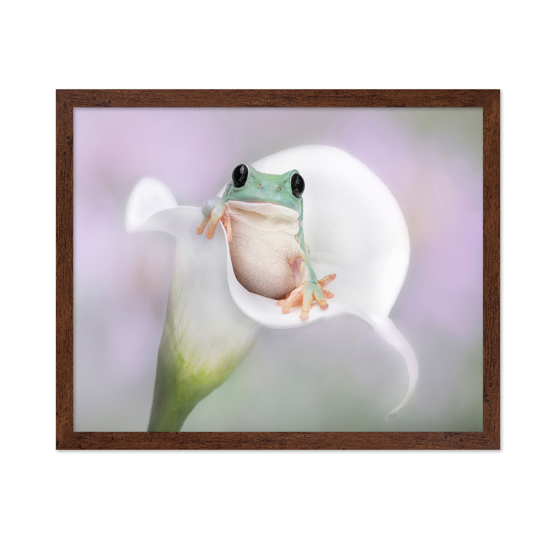 White's Tree Frog on a White Lily