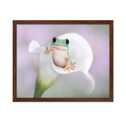White's Tree Frog on a White Lily