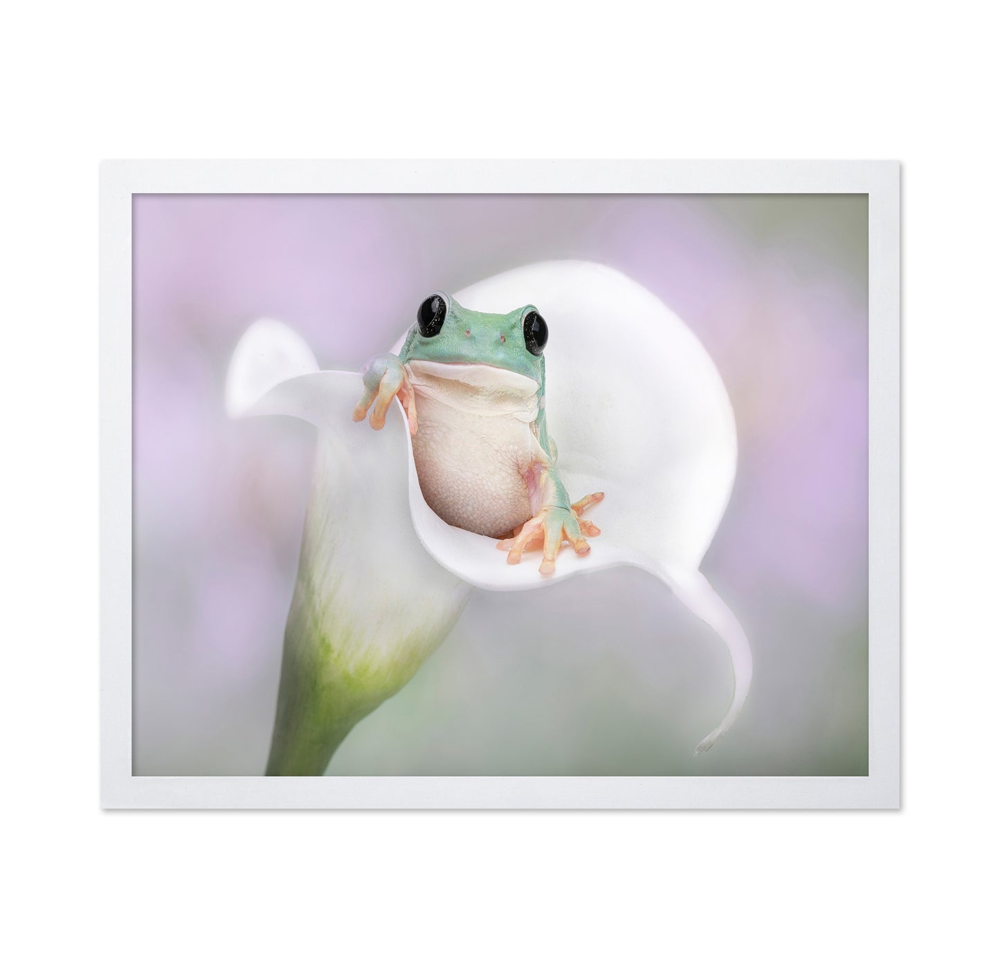 White's Tree Frog on a White Lily