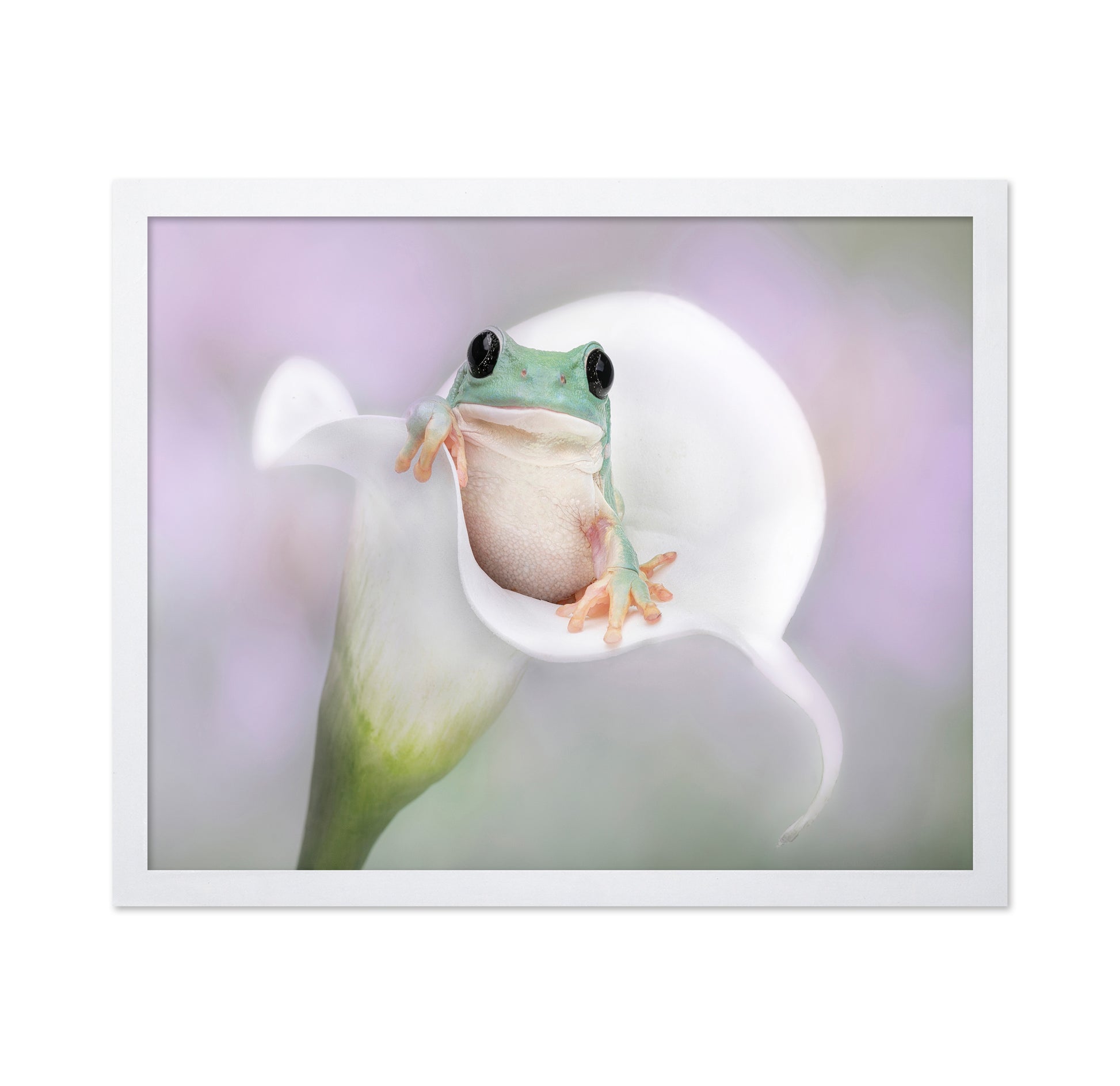 White's Tree Frog on a White Lily
