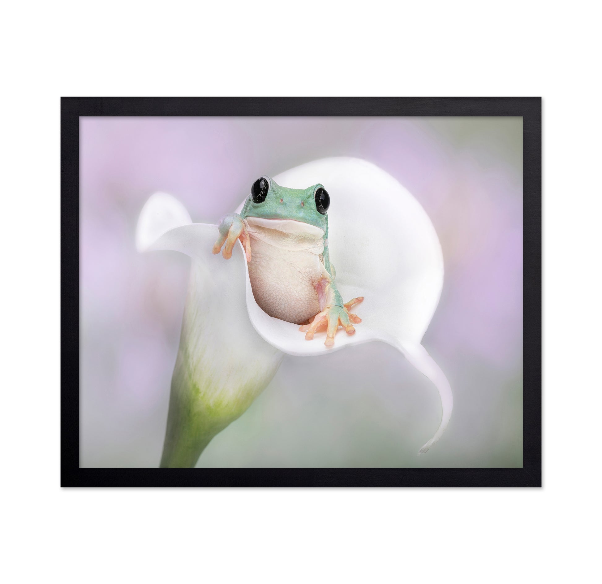 White's Tree Frog on a White Lily