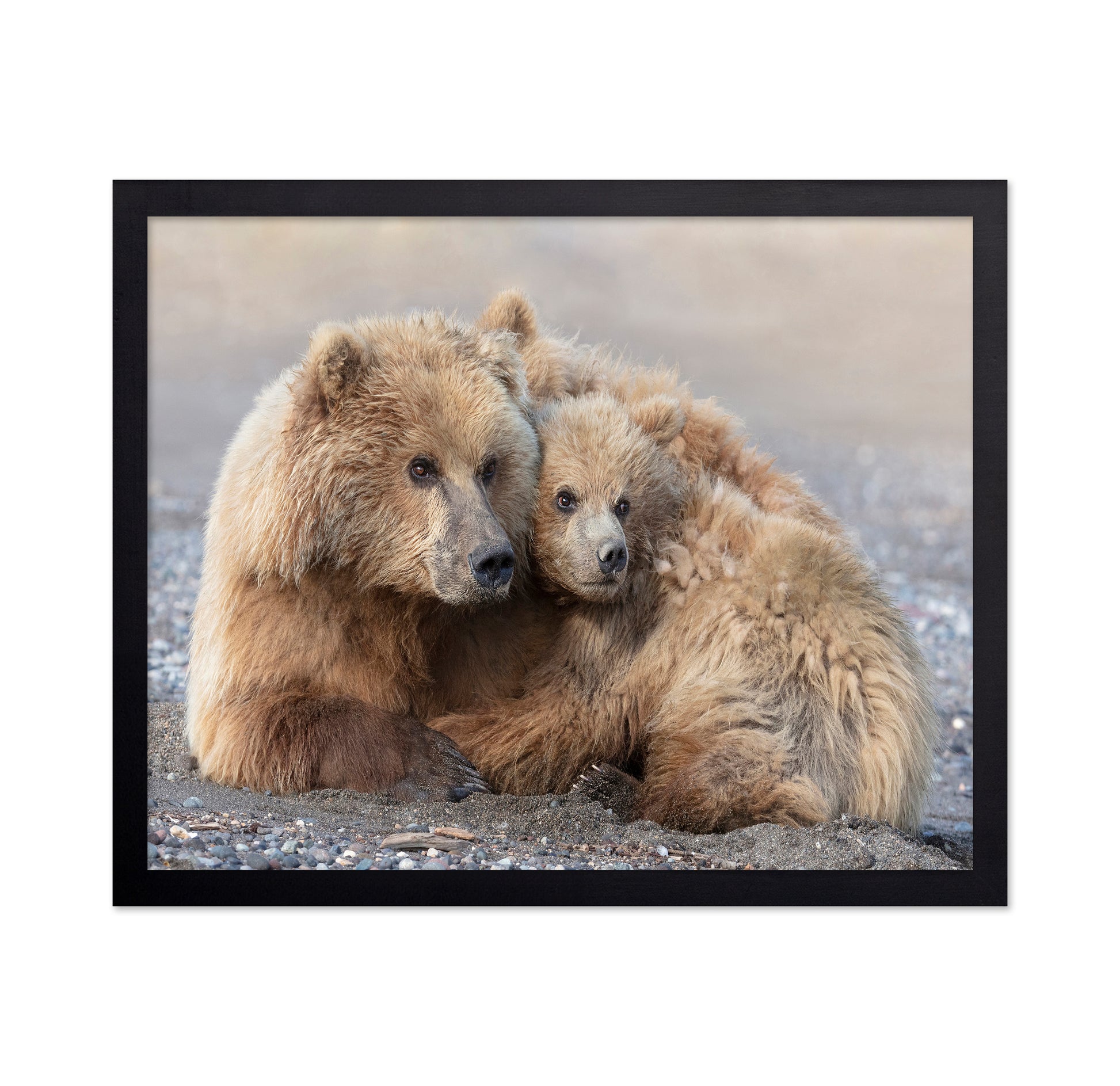 Momma Bear and Cub Aware
