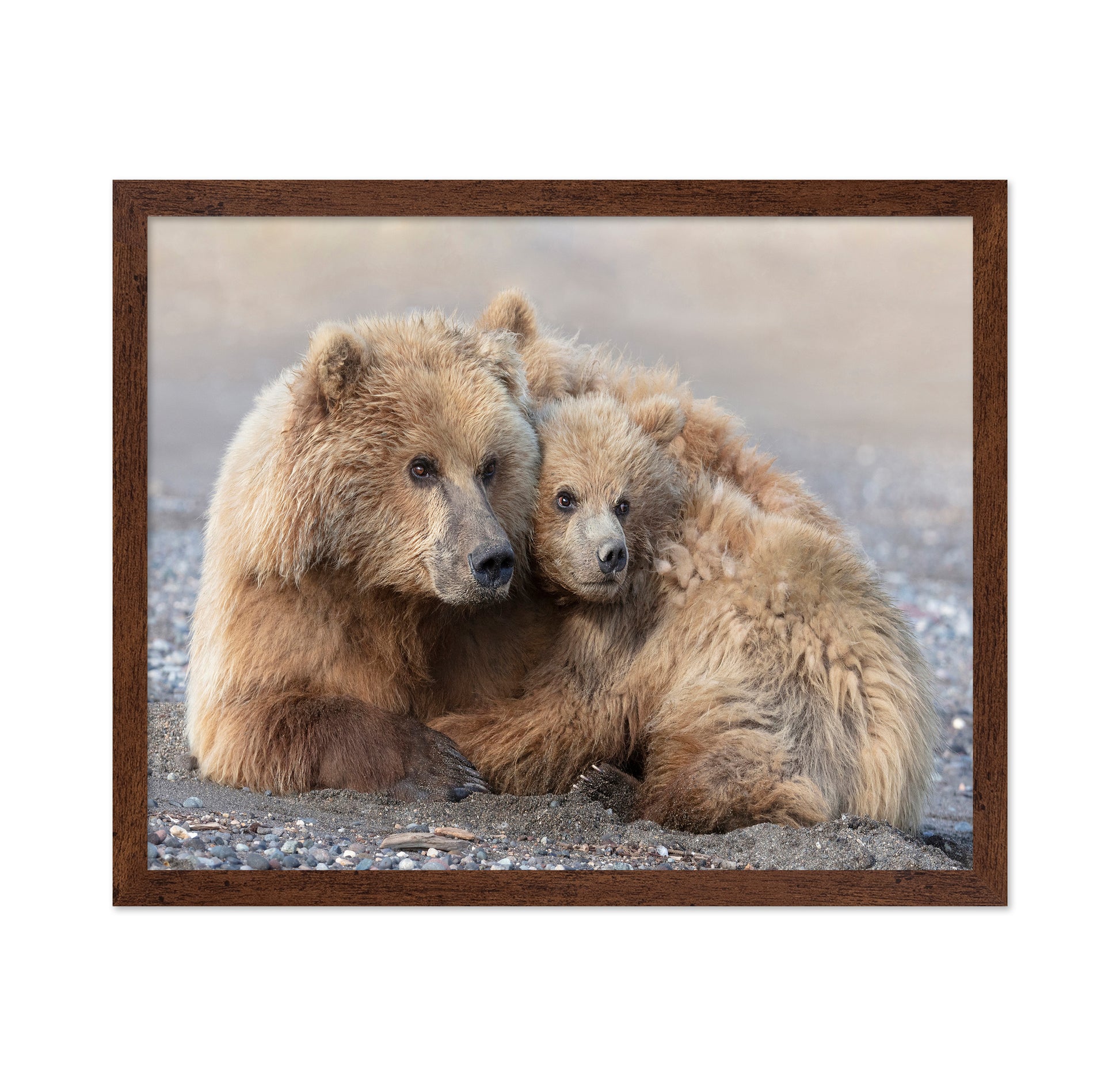 Momma Bear and Cub Aware