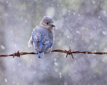 Eastern Bluebird