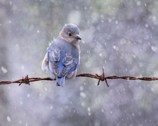 Eastern Bluebird