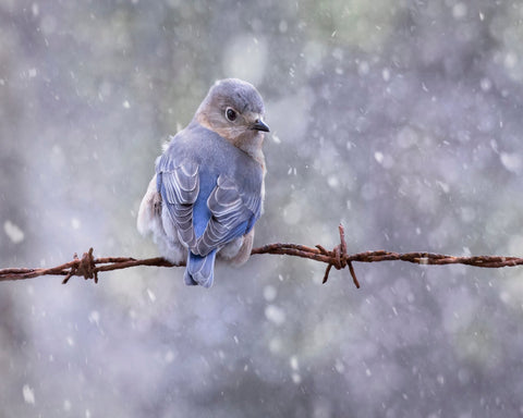 Eastern Bluebird