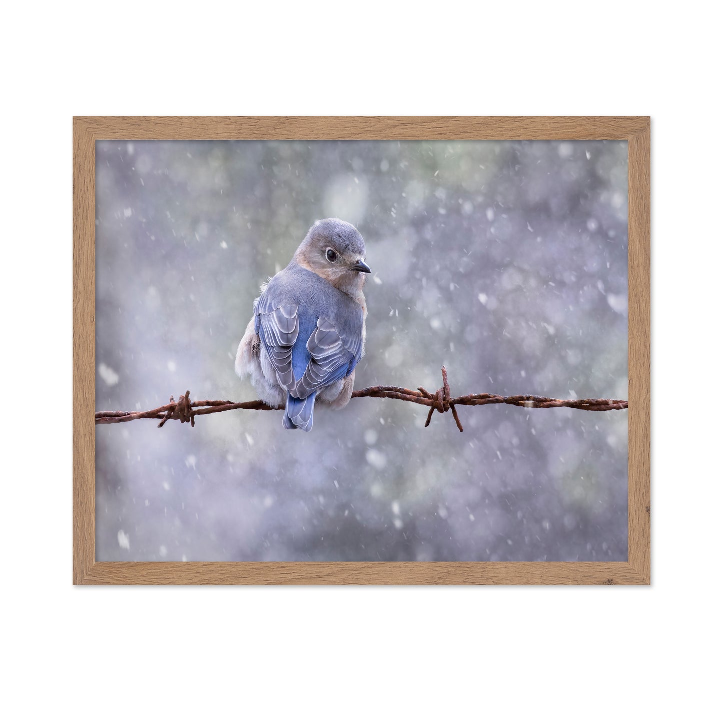 Eastern Bluebird