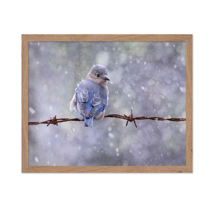 Eastern Bluebird
