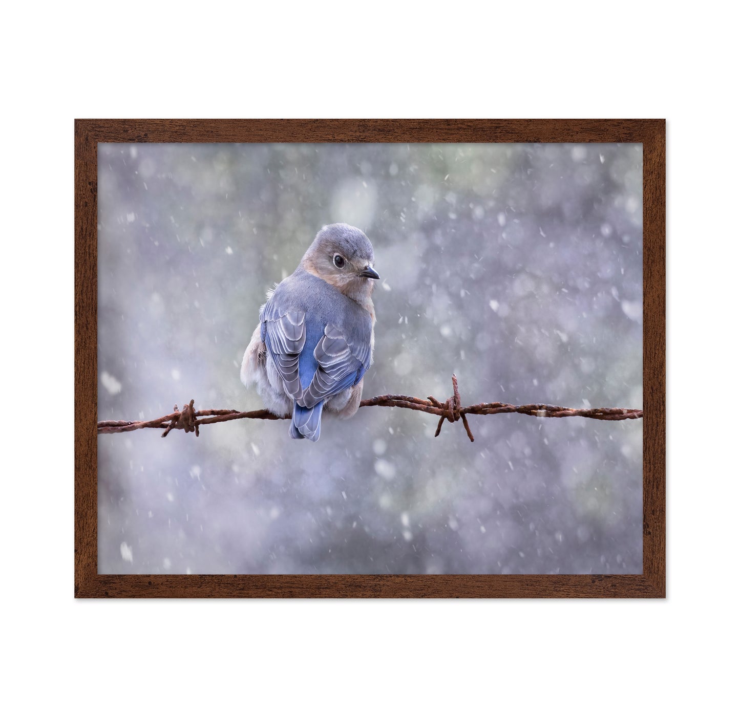 Eastern Bluebird