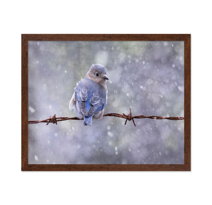 Eastern Bluebird
