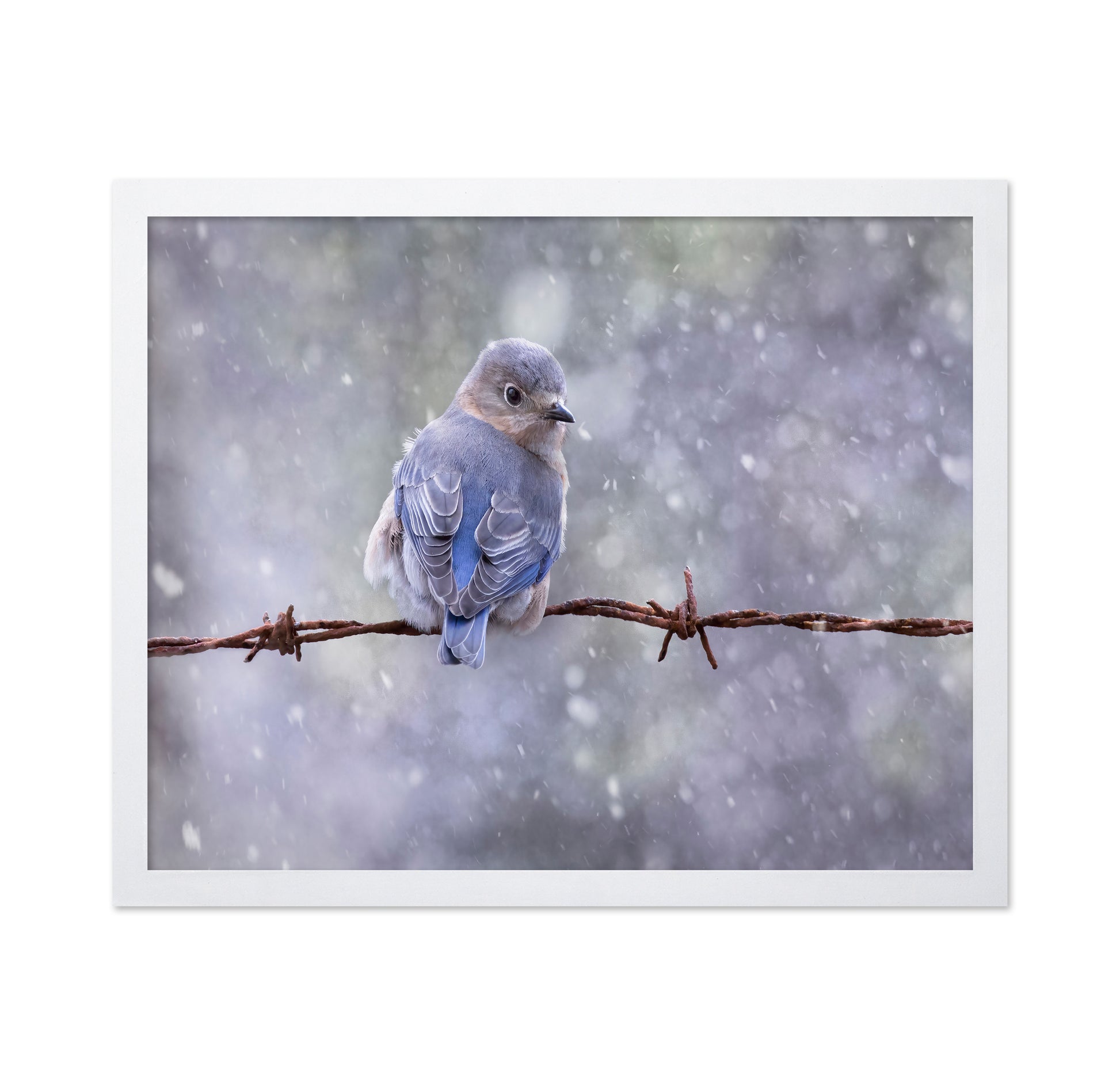 Eastern Bluebird