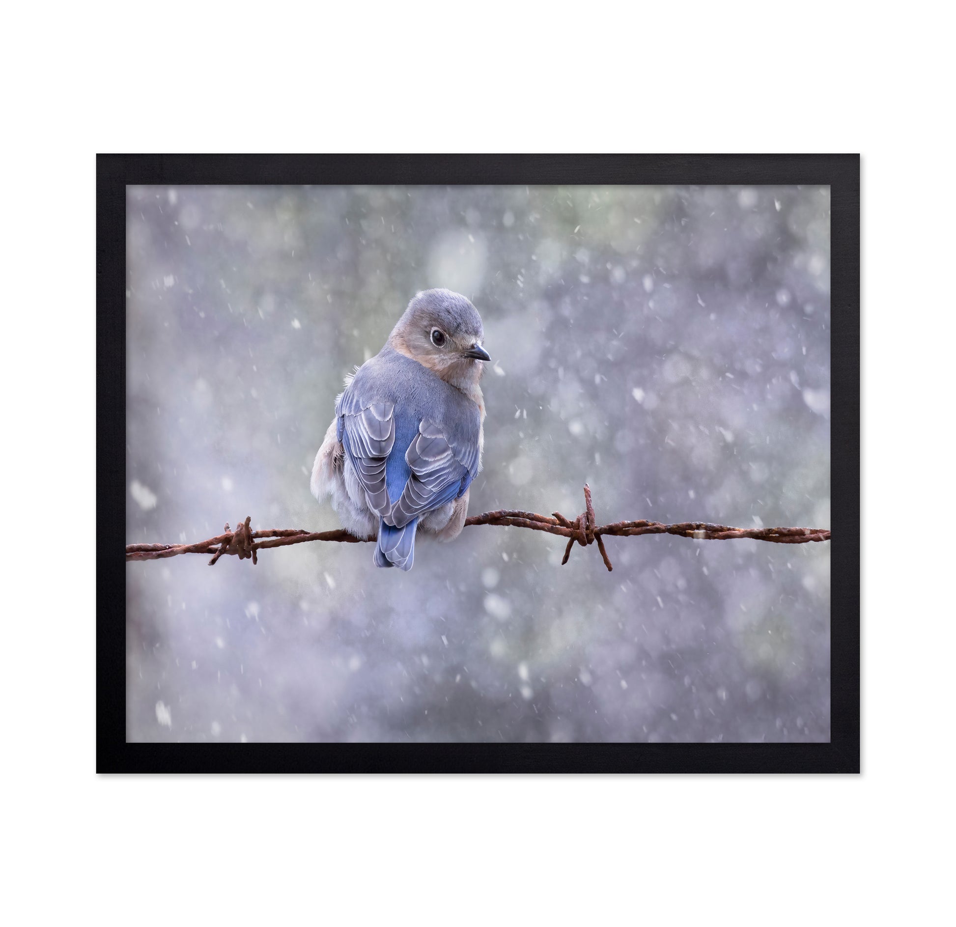 Eastern Bluebird