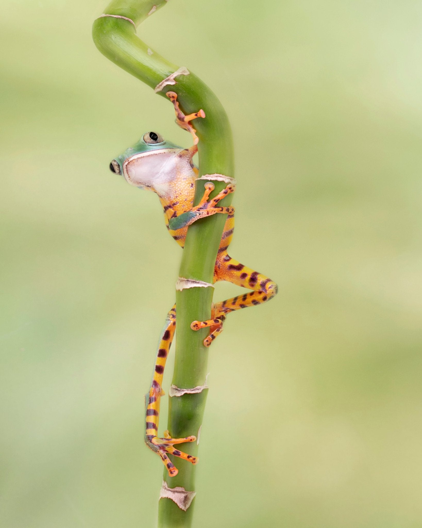 Tiger Leg Monkey Tree Frog