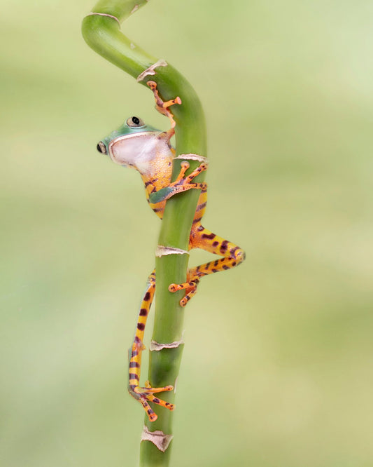 Tiger Leg Monkey Tree Frog