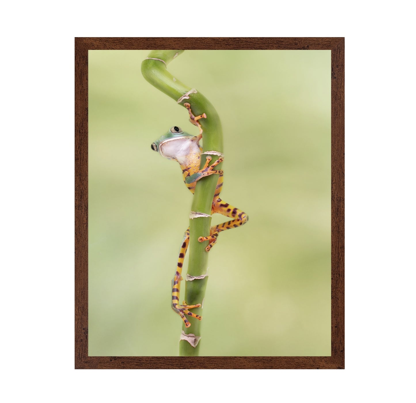 Tiger Leg Monkey Tree Frog