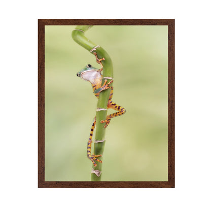 Tiger Leg Monkey Tree Frog