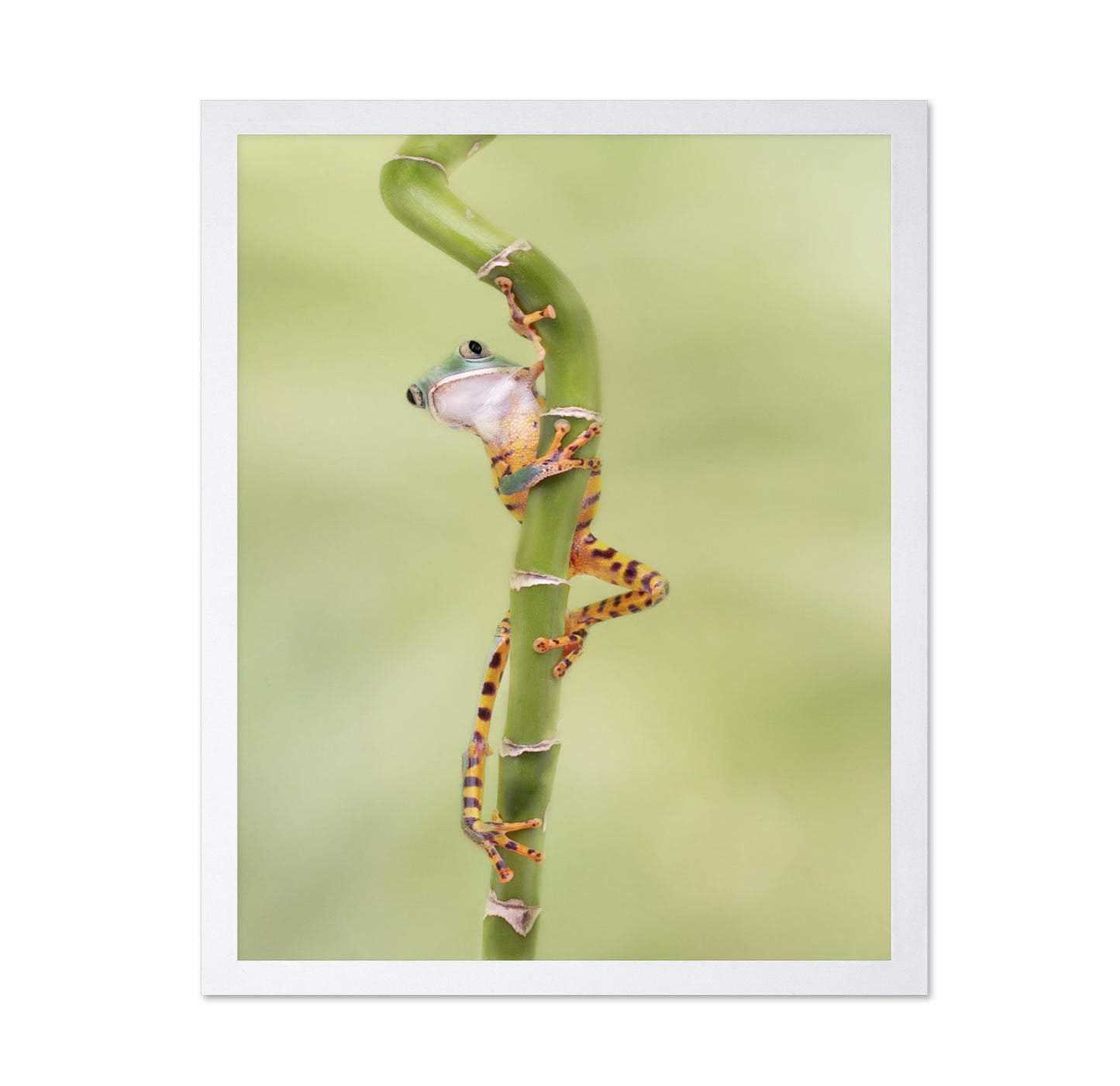 Tiger Leg Monkey Tree Frog