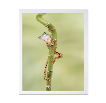 Tiger Leg Monkey Tree Frog