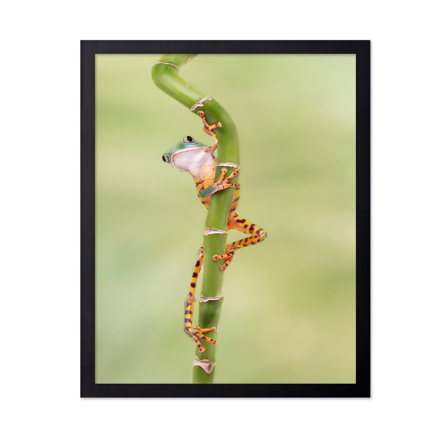 Tiger Leg Monkey Tree Frog