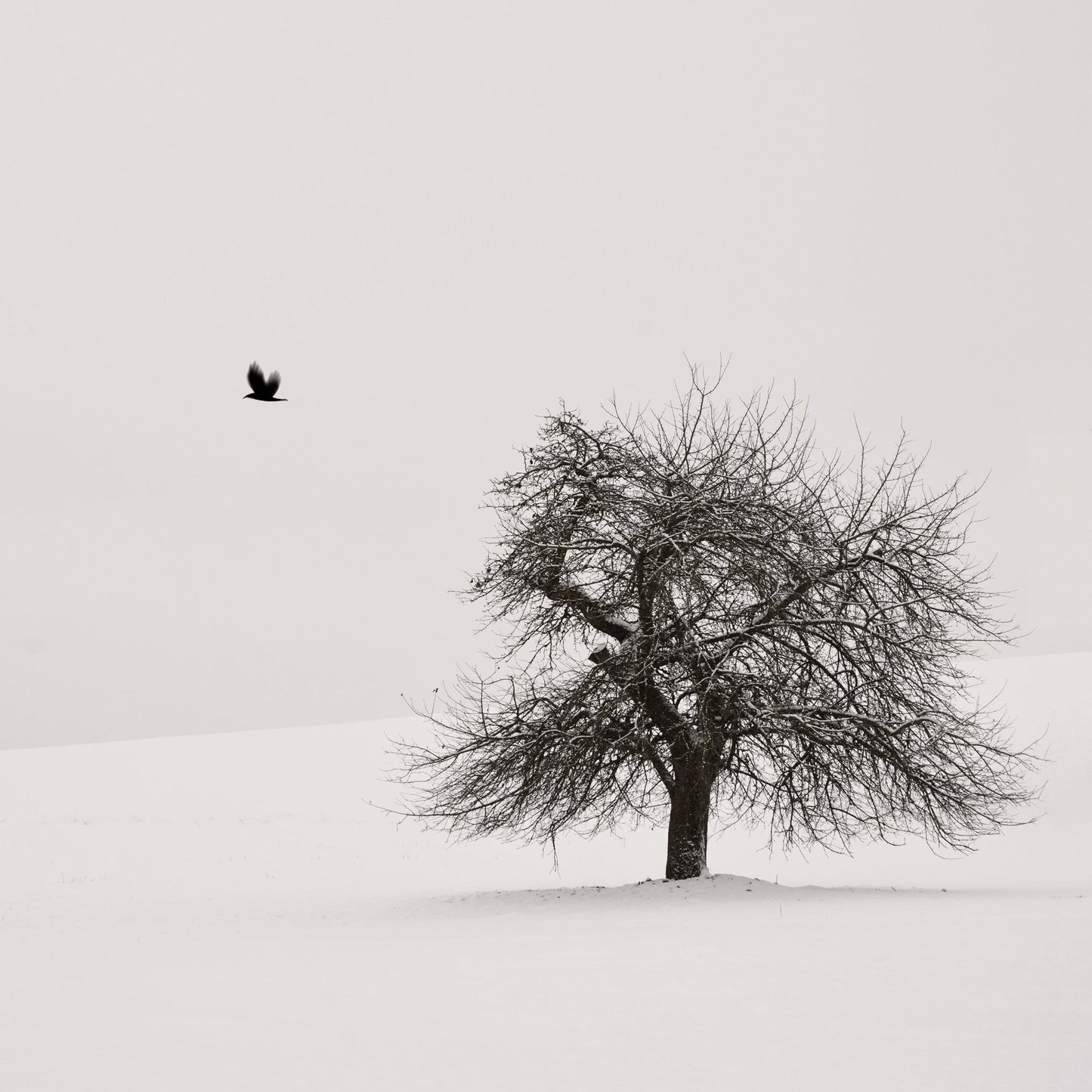 Old Cherry Tree