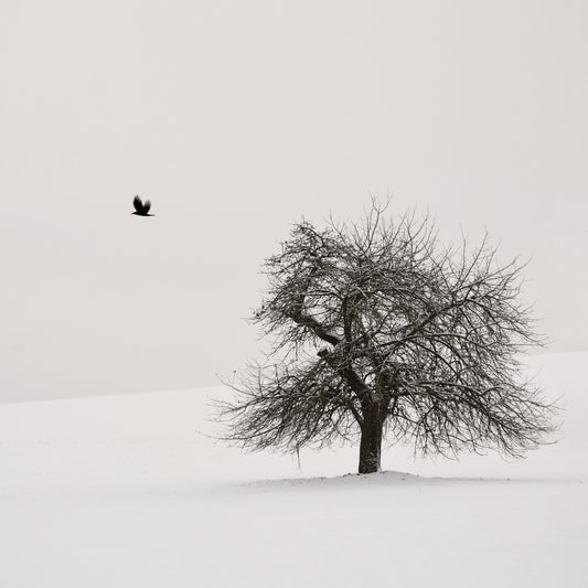 Old Cherry Tree