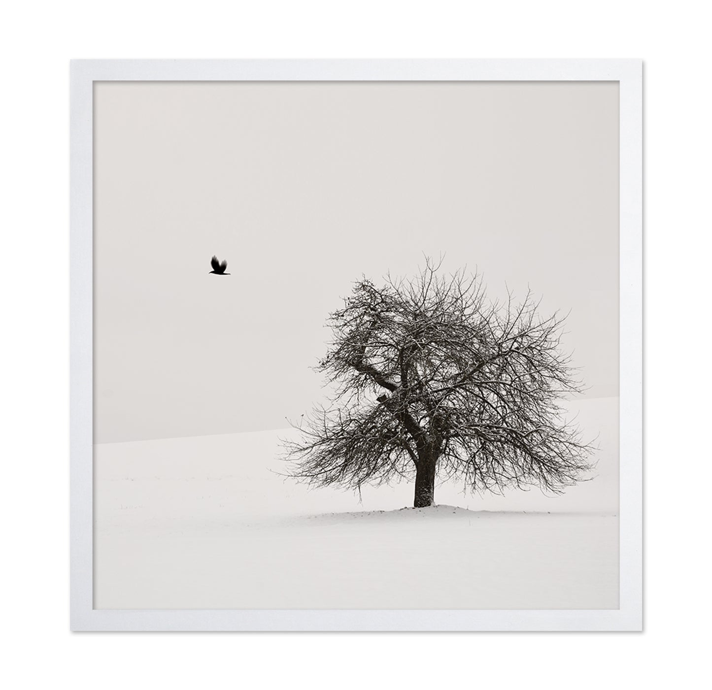 Old Cherry Tree