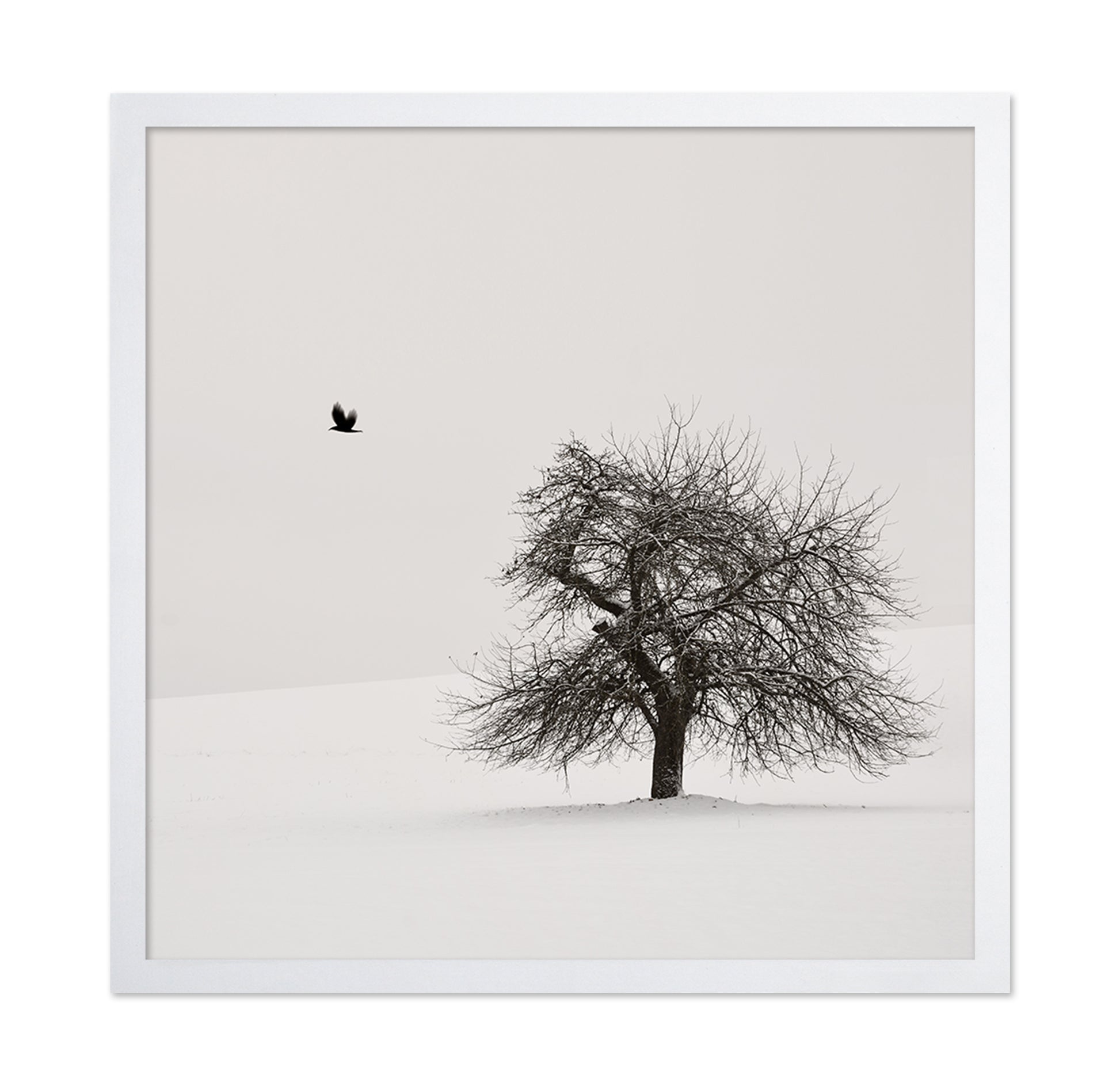 Old Cherry Tree
