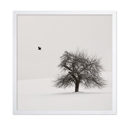 Old Cherry Tree