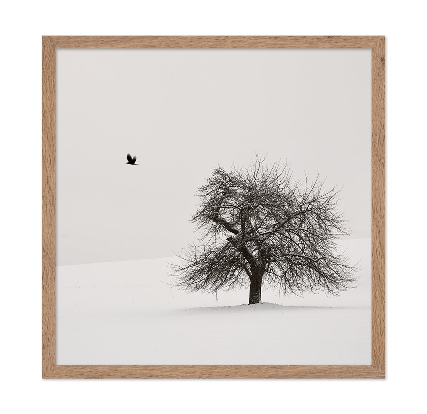 Old Cherry Tree