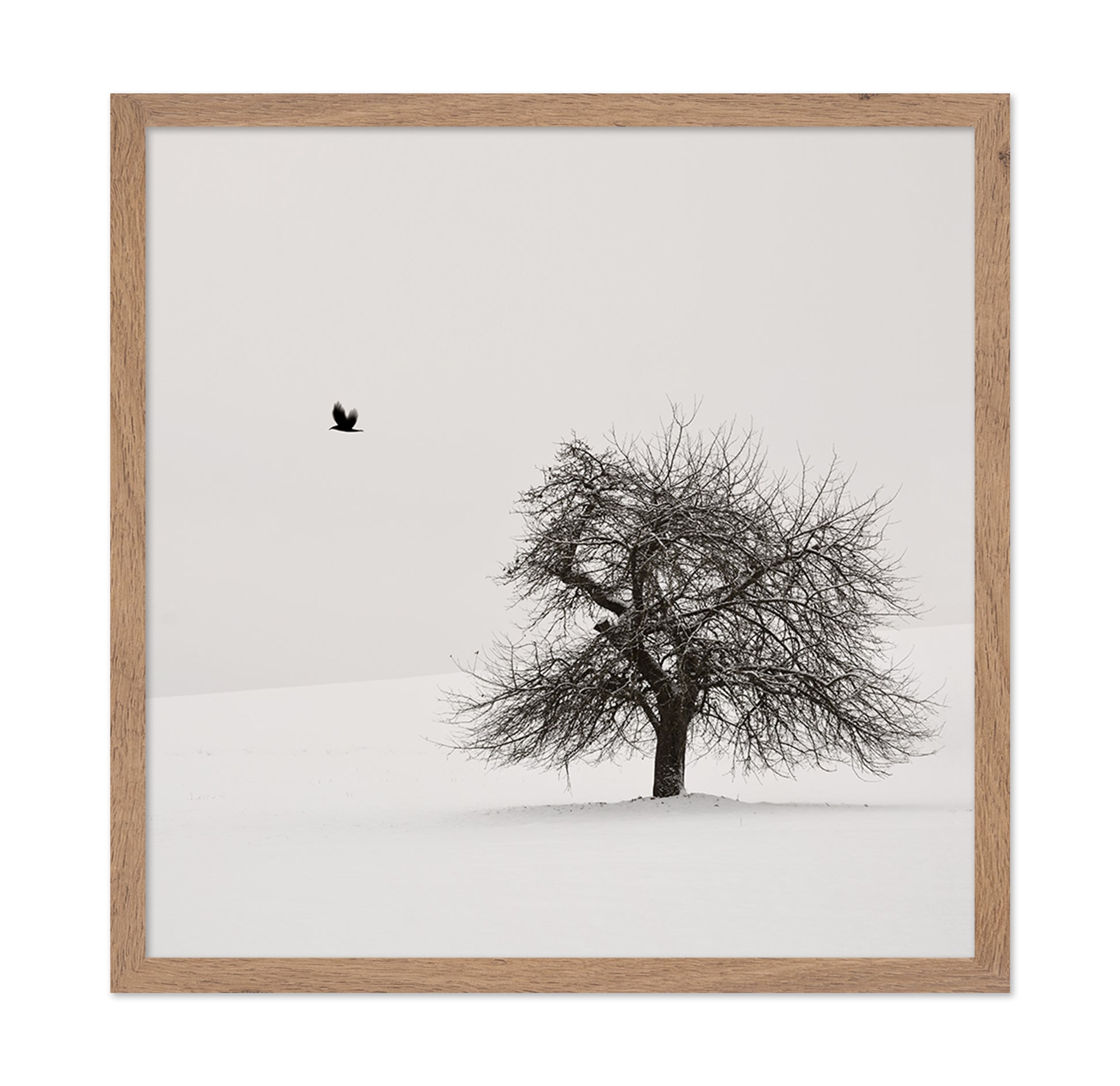 Old Cherry Tree