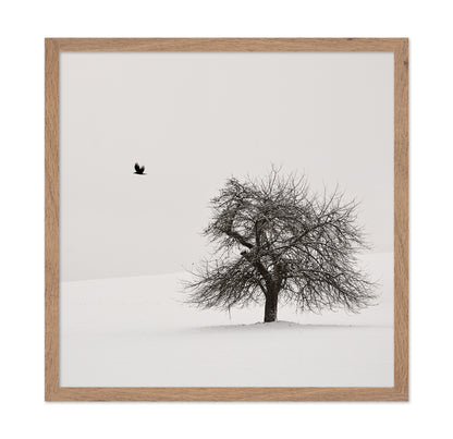Old Cherry Tree