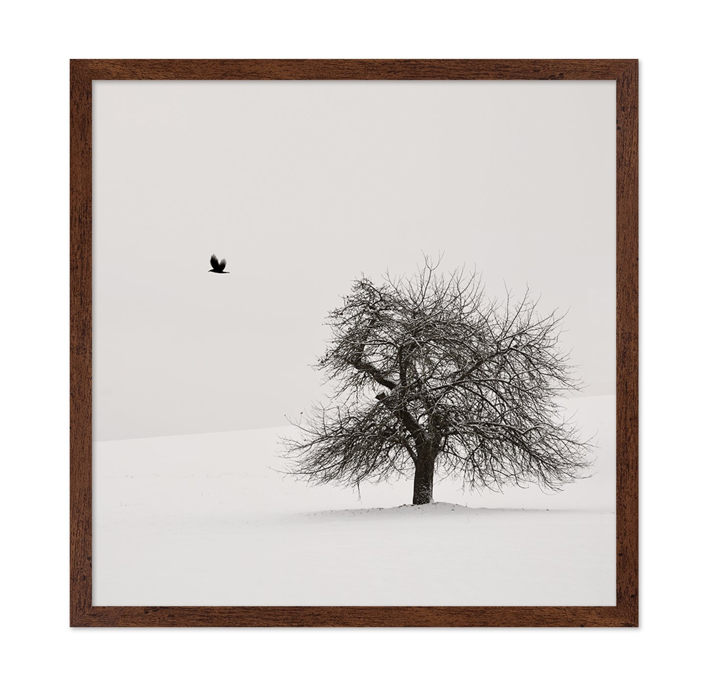 Old Cherry Tree