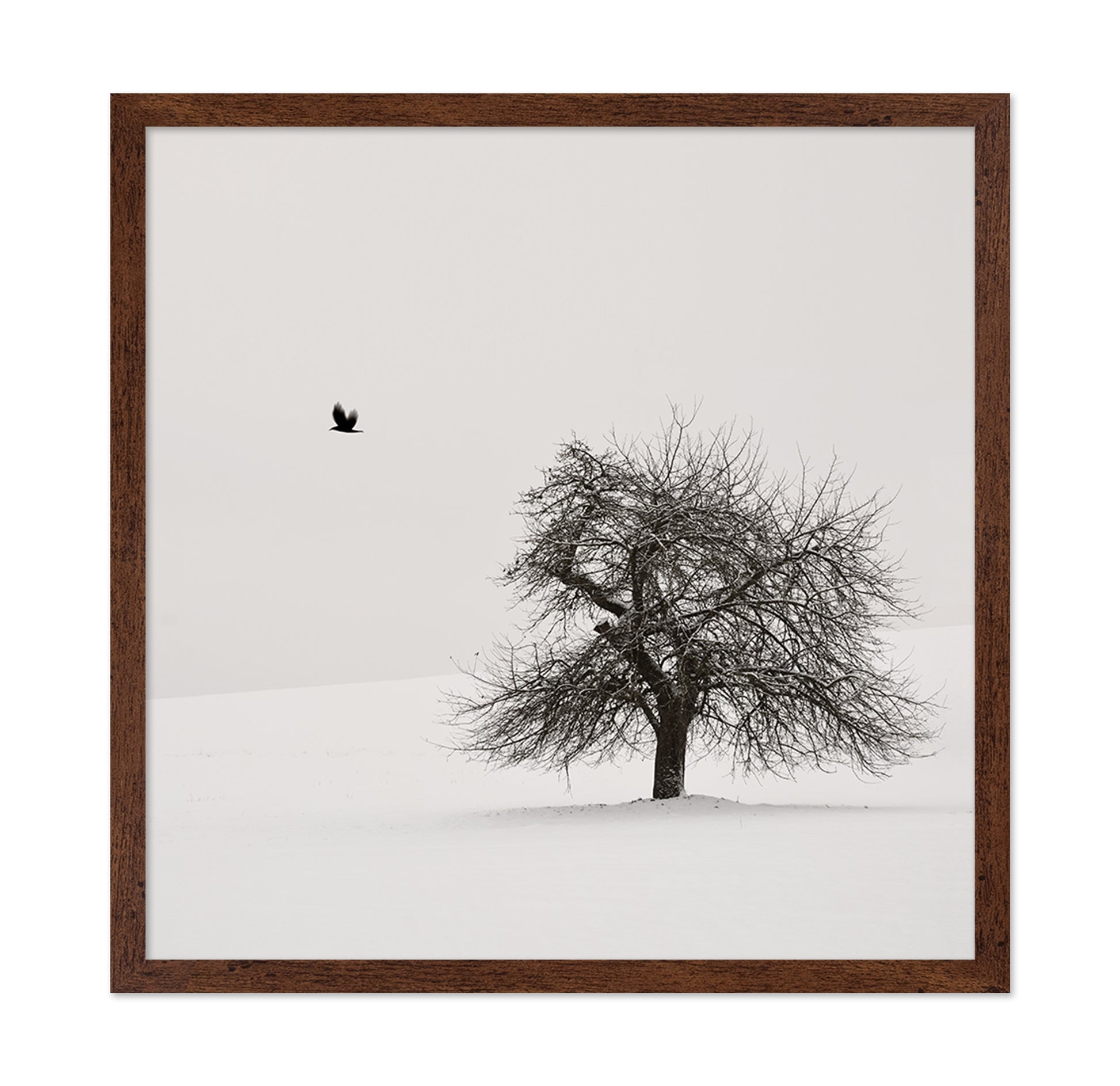 Old Cherry Tree