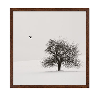Old Cherry Tree