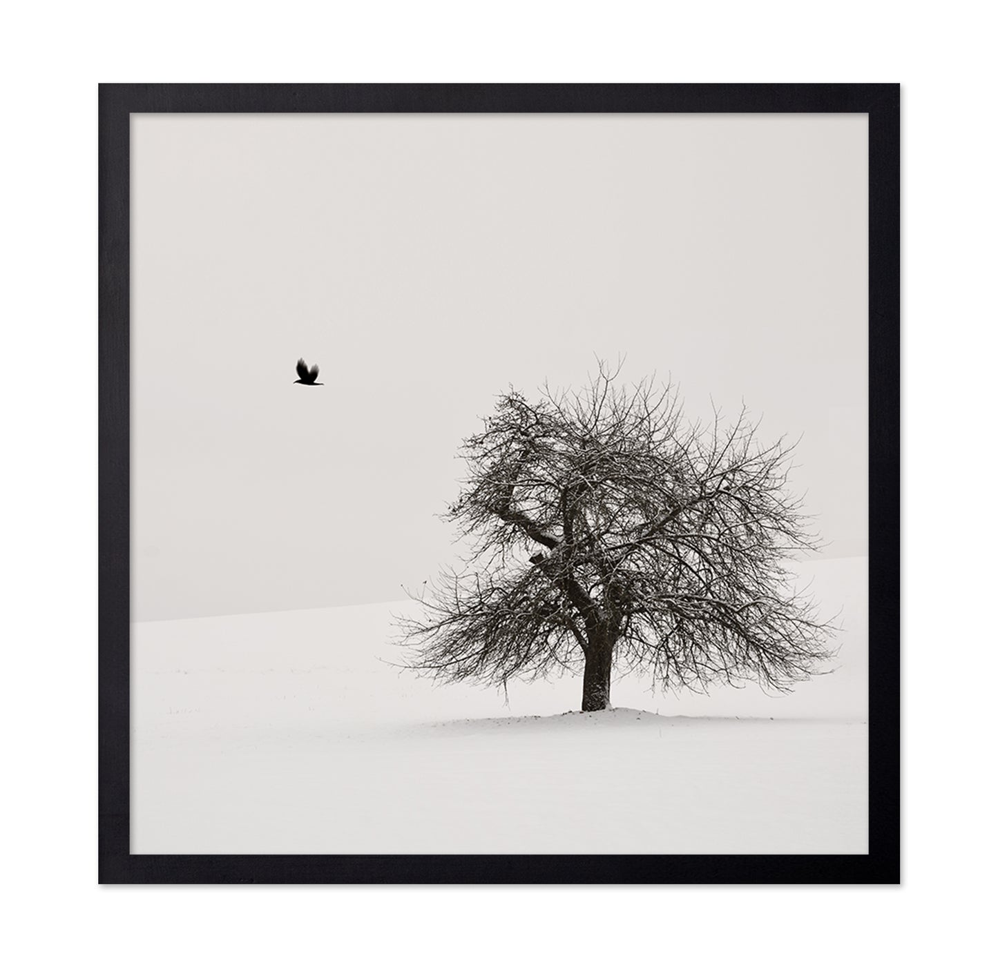 Old Cherry Tree