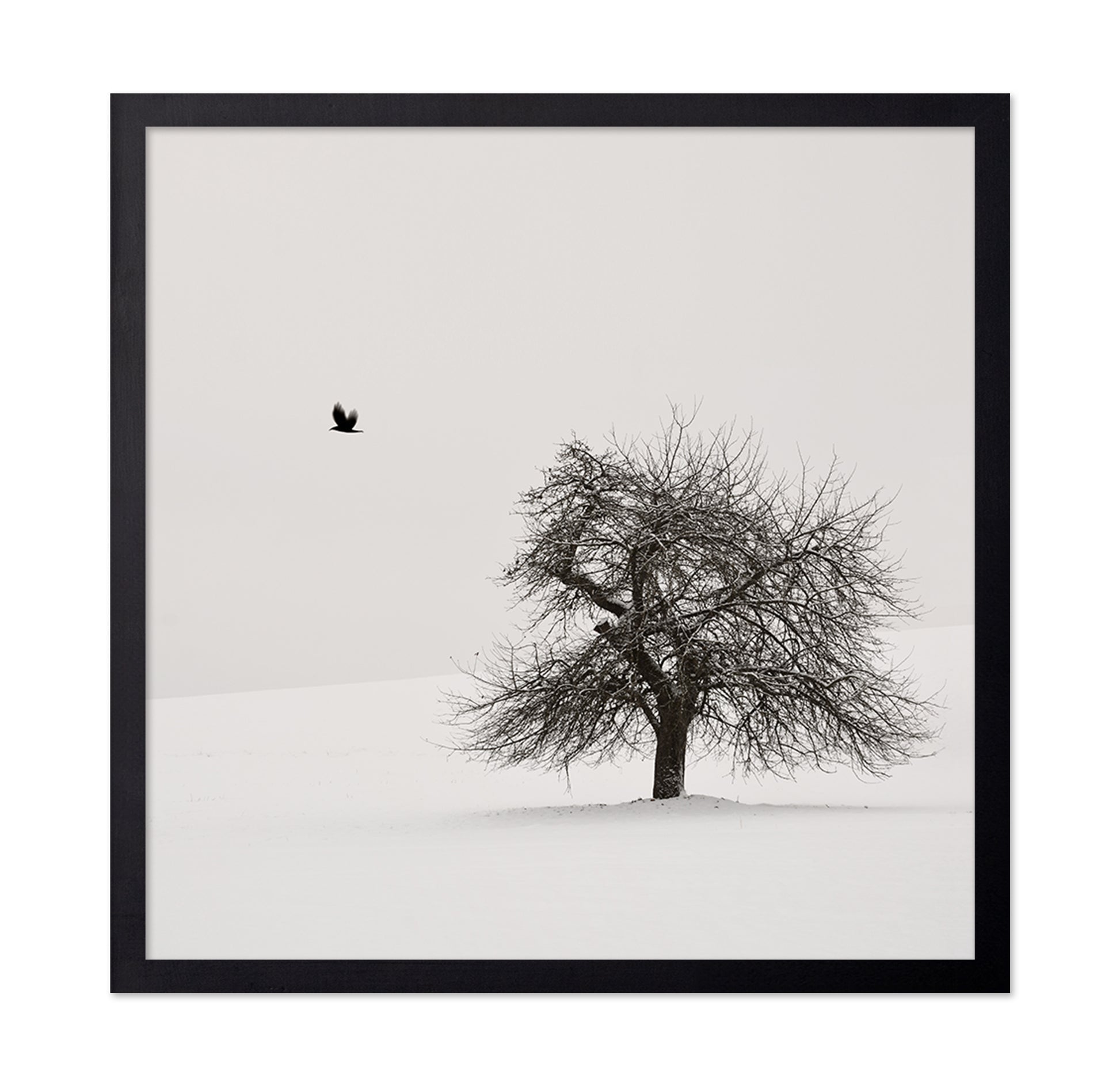 Old Cherry Tree