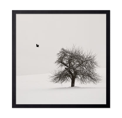Old Cherry Tree